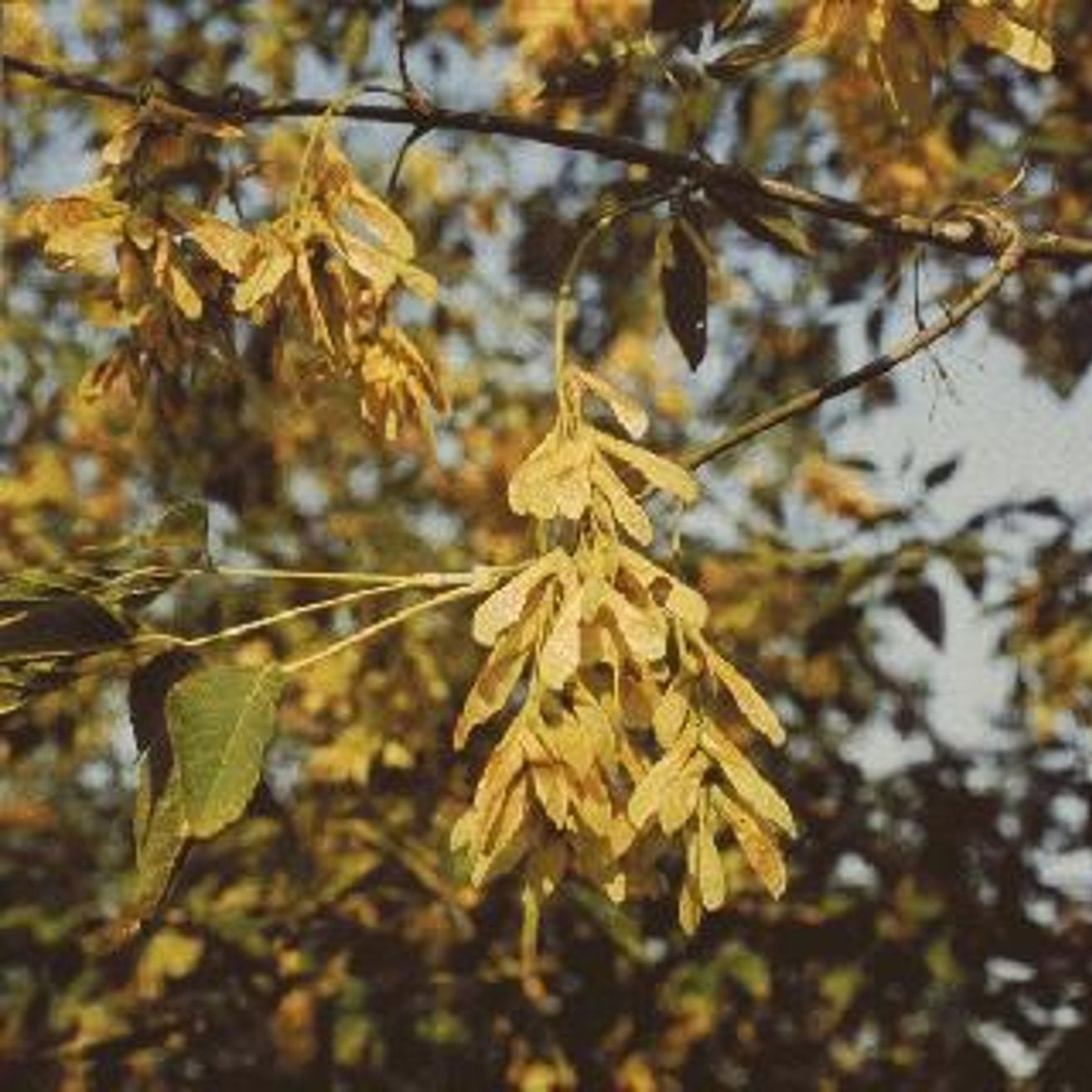 Askbladig lönn – Acer negundo - C25 8/10 200 CM Stem